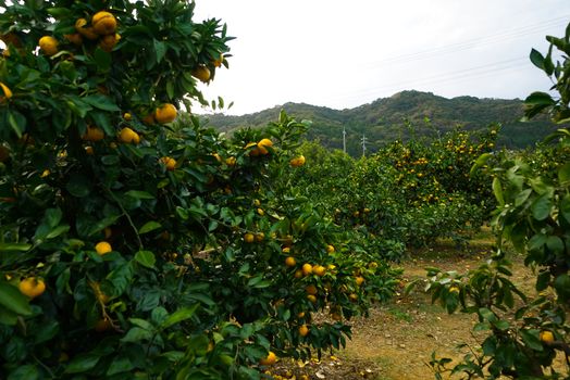 Mandarin Oranges on the tree. Fruit Picking at Gamagori Orange Park, Japan.