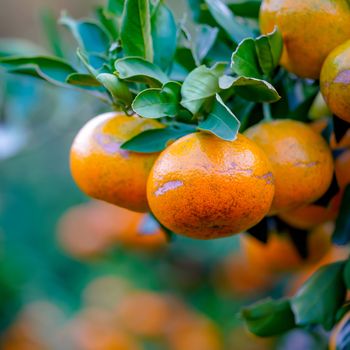 Close up Mandarin Oranges on the tree. Fruit Picking at Gamagori Orange Park, Japan.