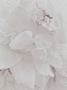 White peony flower as abstract floral background for holiday branding design