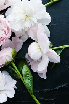 Blooming peony flowers as floral art background, botanical flatlay and luxury branding design