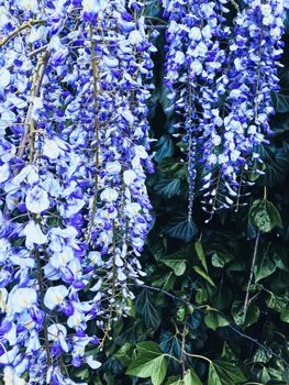 Blue wisteria flowers and leaves in botanical garden as floral background, nature and flowering scenery