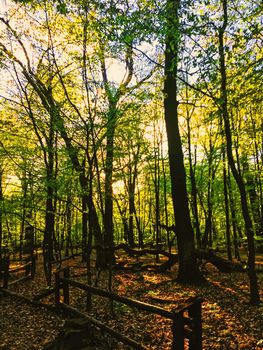 Spring forest landscape at sunset or sunrise, nature and environment