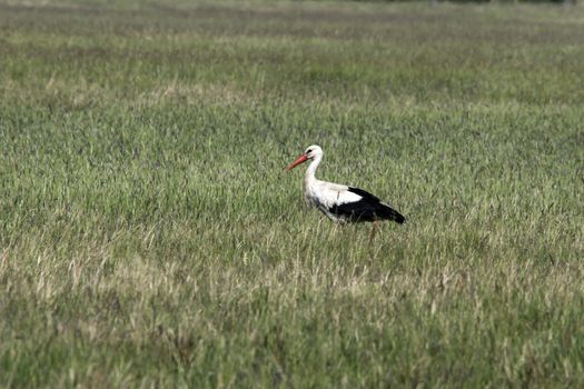 Stork bird (Ciconia ciconia) hunts on the field.