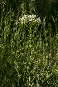 Roadside cress  ( Lepidium draba L. ) of annual weeds.