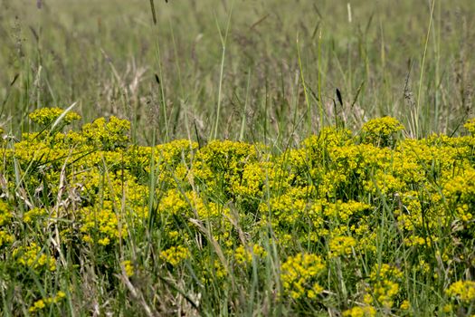 The wolf spurge (Euphorbia cyparissias) plants in the ditch.