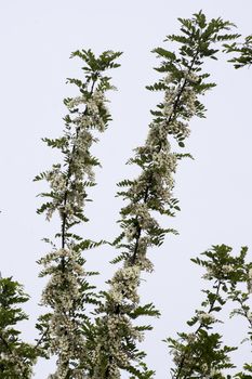 The strong aroma of white acacia flowers.