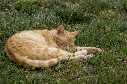 The lazy cat sleeping in the garden.