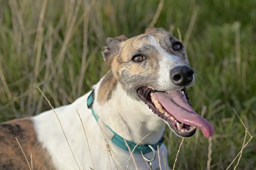 A brindle greyhound pants with tongue out as she cools amongst long grass in a sunny field