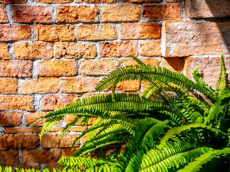 Abstract plant wall background, The Green creeper plant  on grunge old house wall