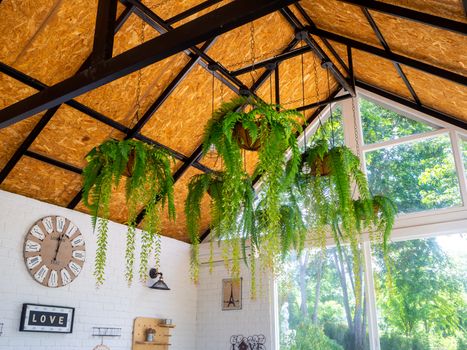 shot of a hanging plant in a greenhouse on a sunny day