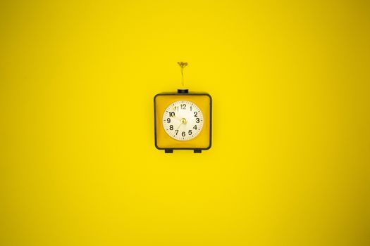 Yellow watch. Alarm clock and wild flower