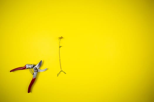 Garden pliers and wildflowers on a yellow background