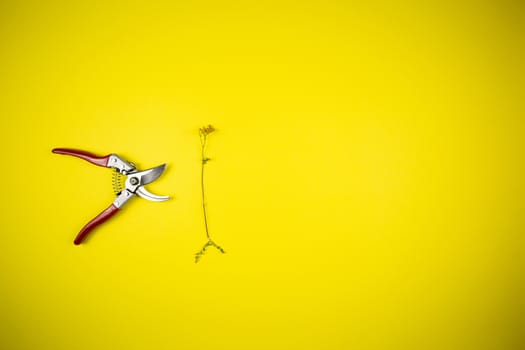 Garden pliers and wildflowers on a yellow background