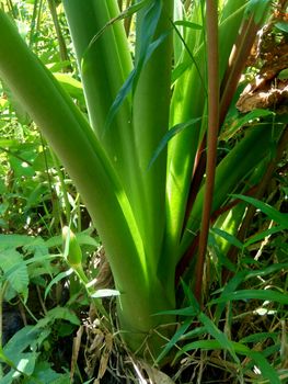 close up Taro leaves (Colocasia esculenta, talas) with natural background. Colocasia esculenta is a tropical plant grown primarily for its edible corms, a root vegetable most commonly known as taro.