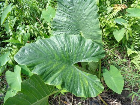 close up Taro leaves (Colocasia esculenta, talas) with natural background. Colocasia esculenta is a tropical plant grown primarily for its edible corms, a root vegetable most commonly known as taro.