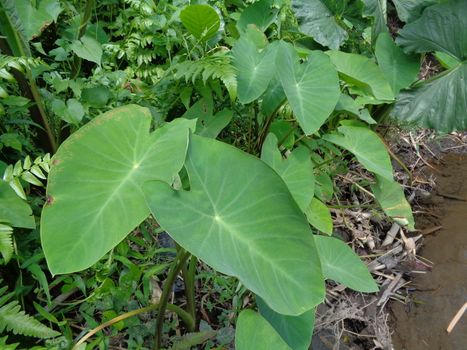 close up Taro leaves (Colocasia esculenta, talas) with natural background. Colocasia esculenta is a tropical plant grown primarily for its edible corms, a root vegetable most commonly known as taro.