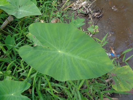 close up Taro leaves (Colocasia esculenta, talas) with natural background. Colocasia esculenta is a tropical plant grown primarily for its edible corms, a root vegetable most commonly known as taro.