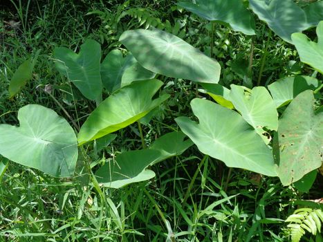 close up Taro leaves (Colocasia esculenta, talas) with natural background. Colocasia esculenta is a tropical plant grown primarily for its edible corms, a root vegetable most commonly known as taro.