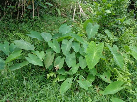 close up Taro leaves (Colocasia esculenta, talas) with natural background. Colocasia esculenta is a tropical plant grown primarily for its edible corms, a root vegetable most commonly known as taro.