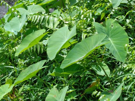 close up Taro leaves (Colocasia esculenta, talas) with natural background. Colocasia esculenta is a tropical plant grown primarily for its edible corms, a root vegetable most commonly known as taro.