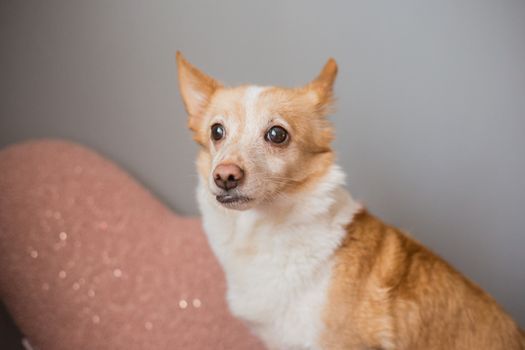 Little cute red-headed mongrel dog