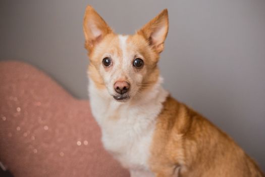 Little cute red-headed mongrel dog