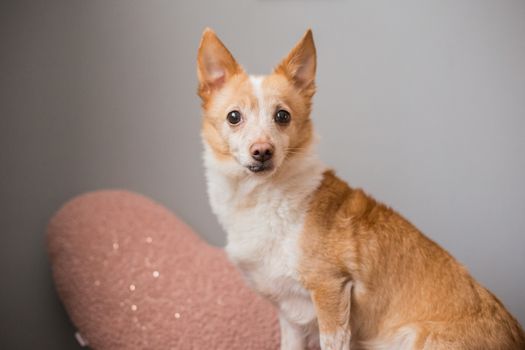 Little cute red-headed mongrel dog