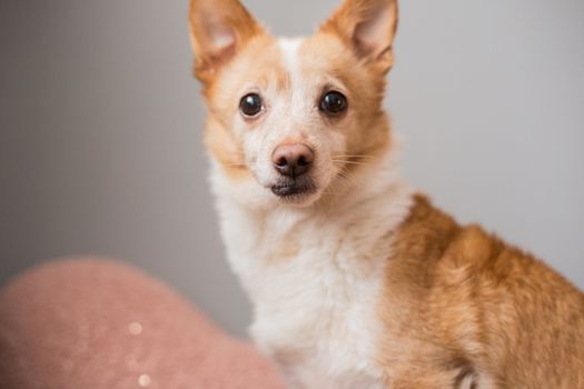 Little cute red-headed mongrel dog