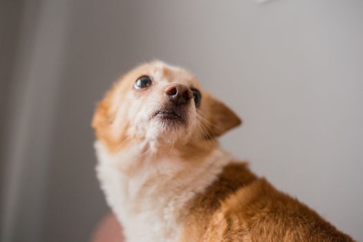 Little cute red-headed mongrel dog