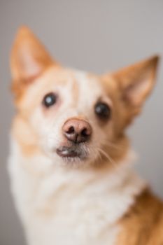 Little cute red-headed mongrel dog