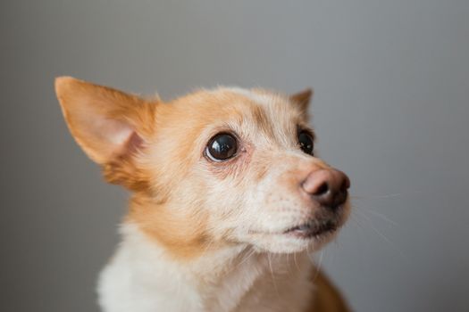 Little cute red-headed mongrel dog