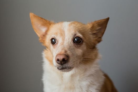 Little cute red-headed mongrel dog