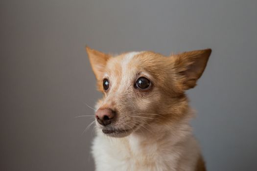 Little cute red-headed mongrel dog