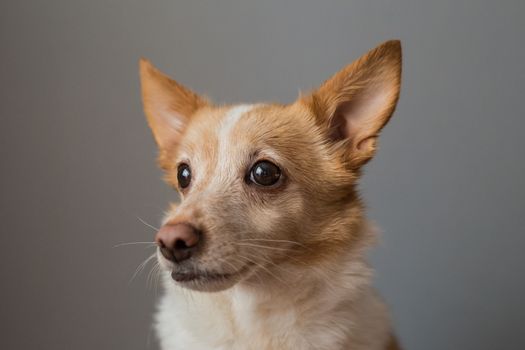 Little cute red-headed mongrel dog