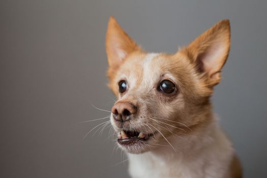 Little cute red-headed mongrel dog