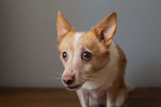 Little cute red-headed mongrel dog