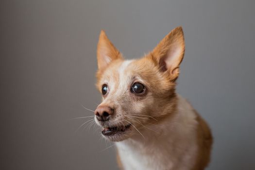 Little cute red-headed mongrel dog