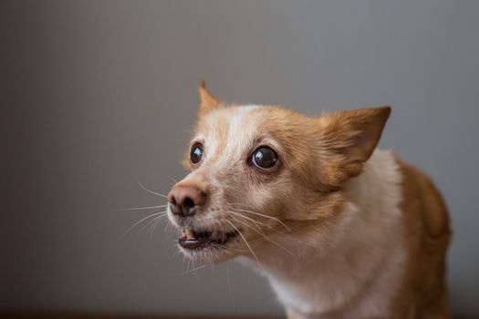 Little cute red-headed mongrel dog