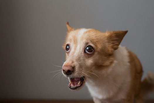 Little cute red-headed mongrel dog