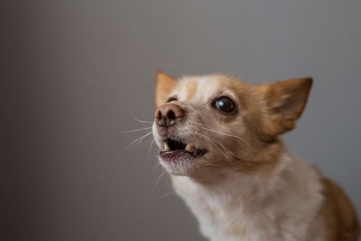 Little cute red-headed mongrel dog