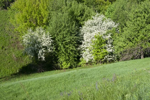 Blossoming, green trees on the slope of the ravine