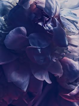 Purple peony flower as abstract floral background for holiday branding design