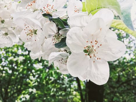 Blooming apple tree flowers in spring garden as beautiful nature landscape, plantation and agriculture scenery