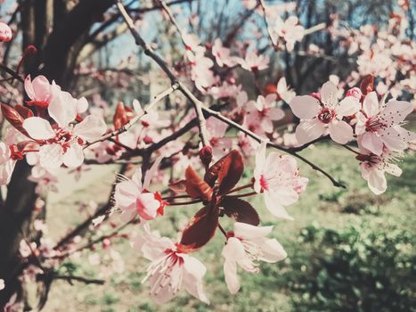 Vintage background of apple tree flowers bloom, floral blossom in sunny spring