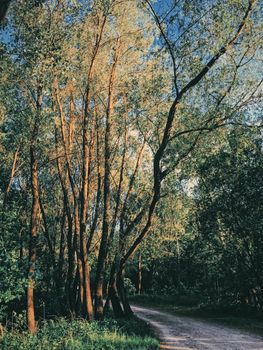 Mystery woods as wilderness landscape, amazing trees in green forest, nature and environment scenery