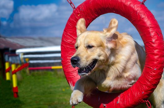 Golden Retriever Jumping Through a Tire at a Dog Agility Trial