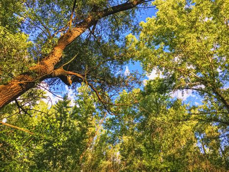 Countryside woods as rural landscape, amazing trees in green forest, nature and environment scenery