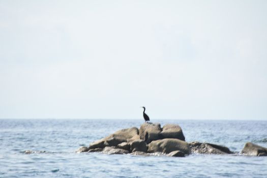 Heron on rocks in the sea Near Villasimius, Sardinia Italy