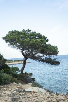 Sardinian tree in nature landscape in southern coast of the island