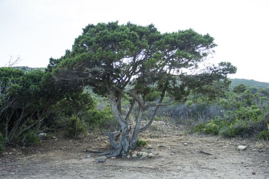 Sardinian tree in nature landscape in southern coast of the island